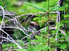 Fonds d'cran Animaux Image sans titre N266915