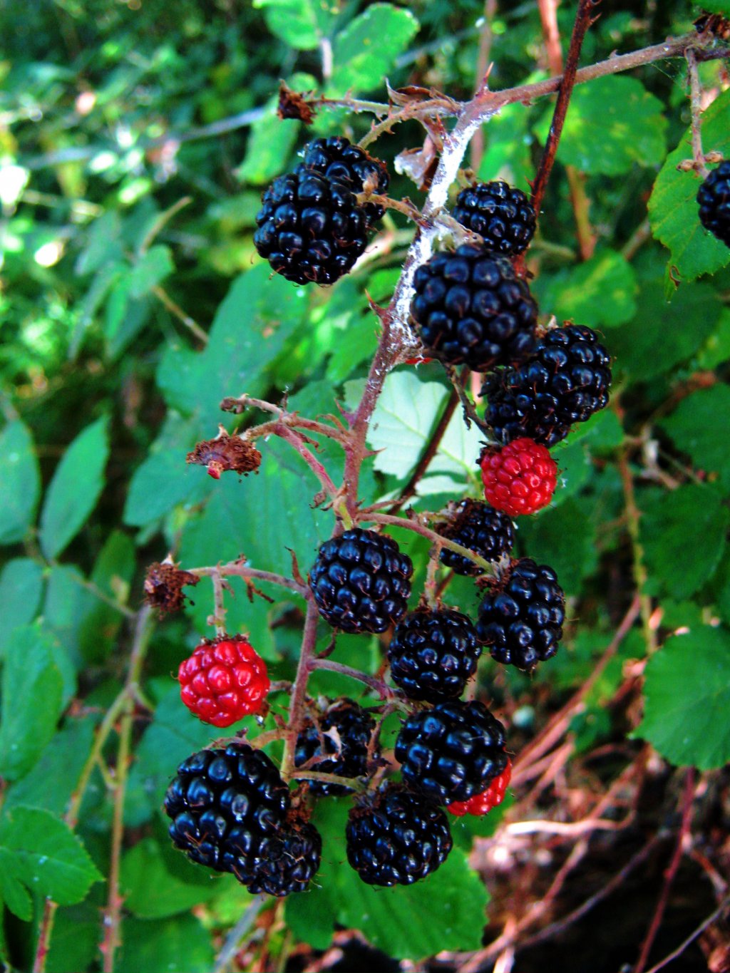 Wallpapers Nature Fruits 