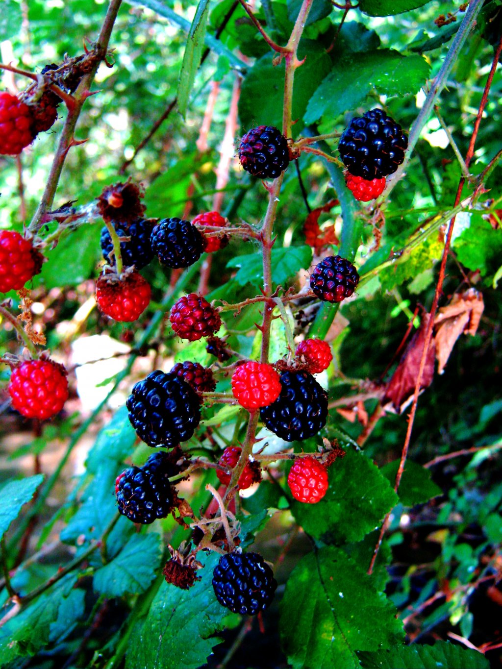 Fonds d'cran Nature Fruits 