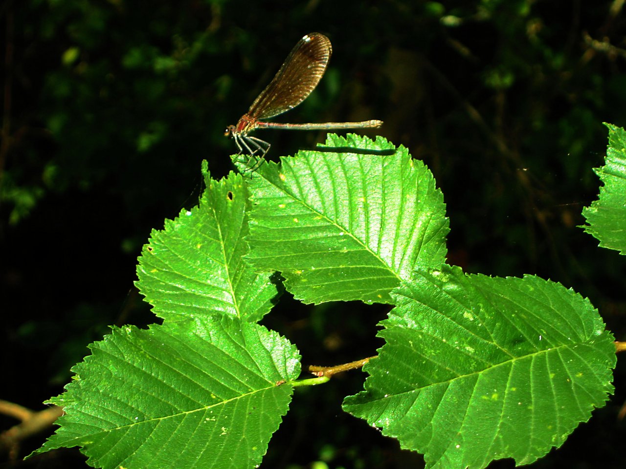 Fonds d'cran Animaux Insectes - Libellules 