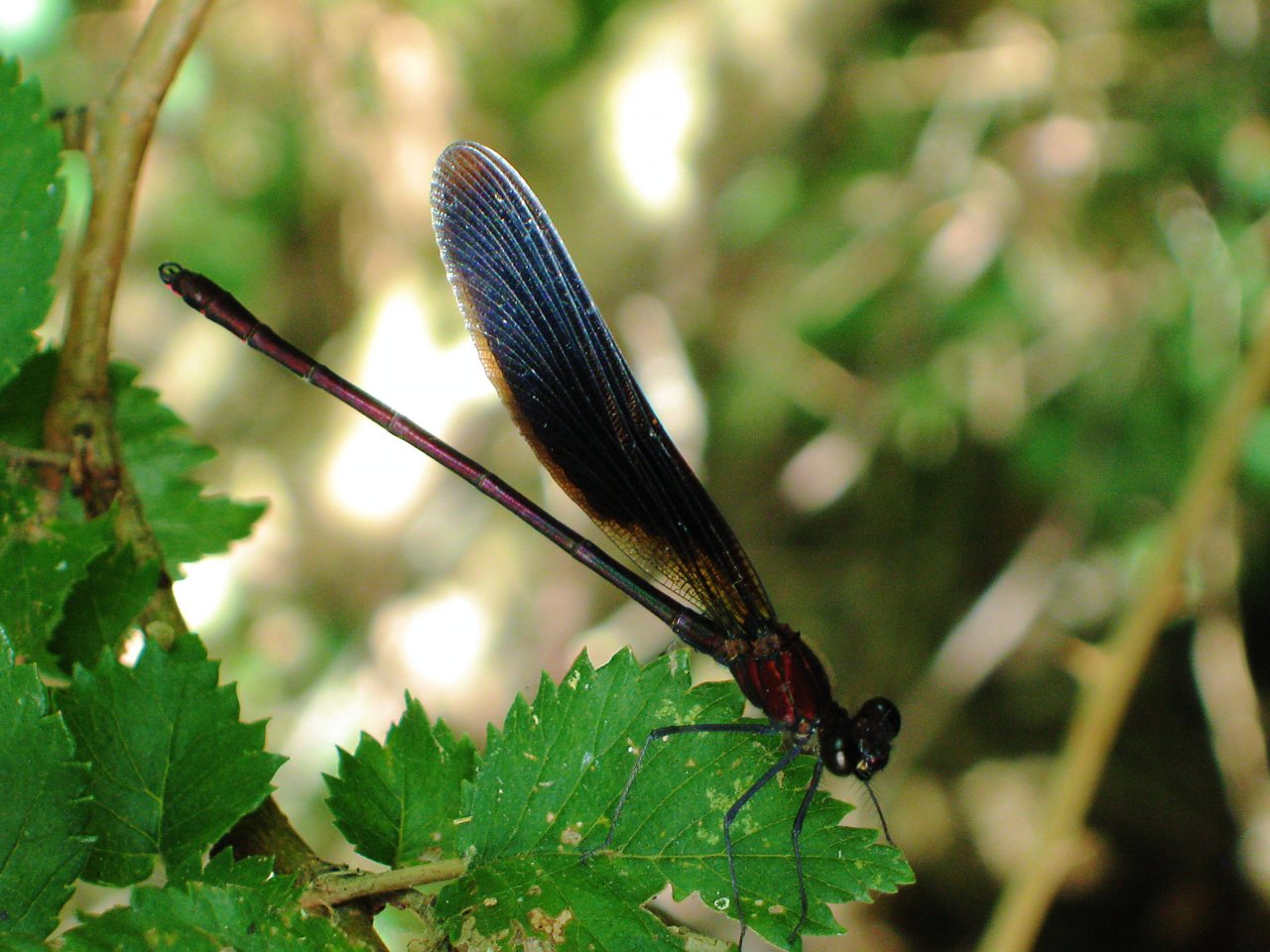 Fonds d'cran Animaux Insectes - Libellules 