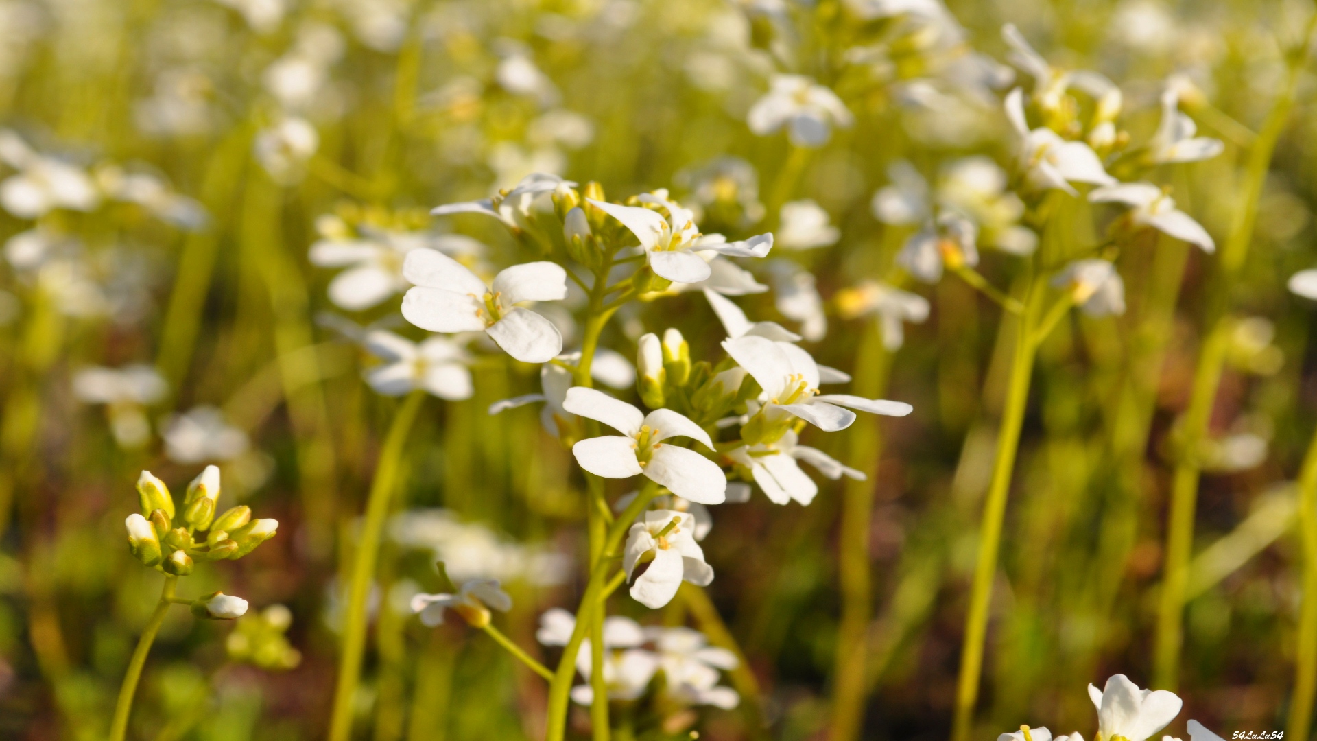 Fonds d'cran Nature Fleurs 