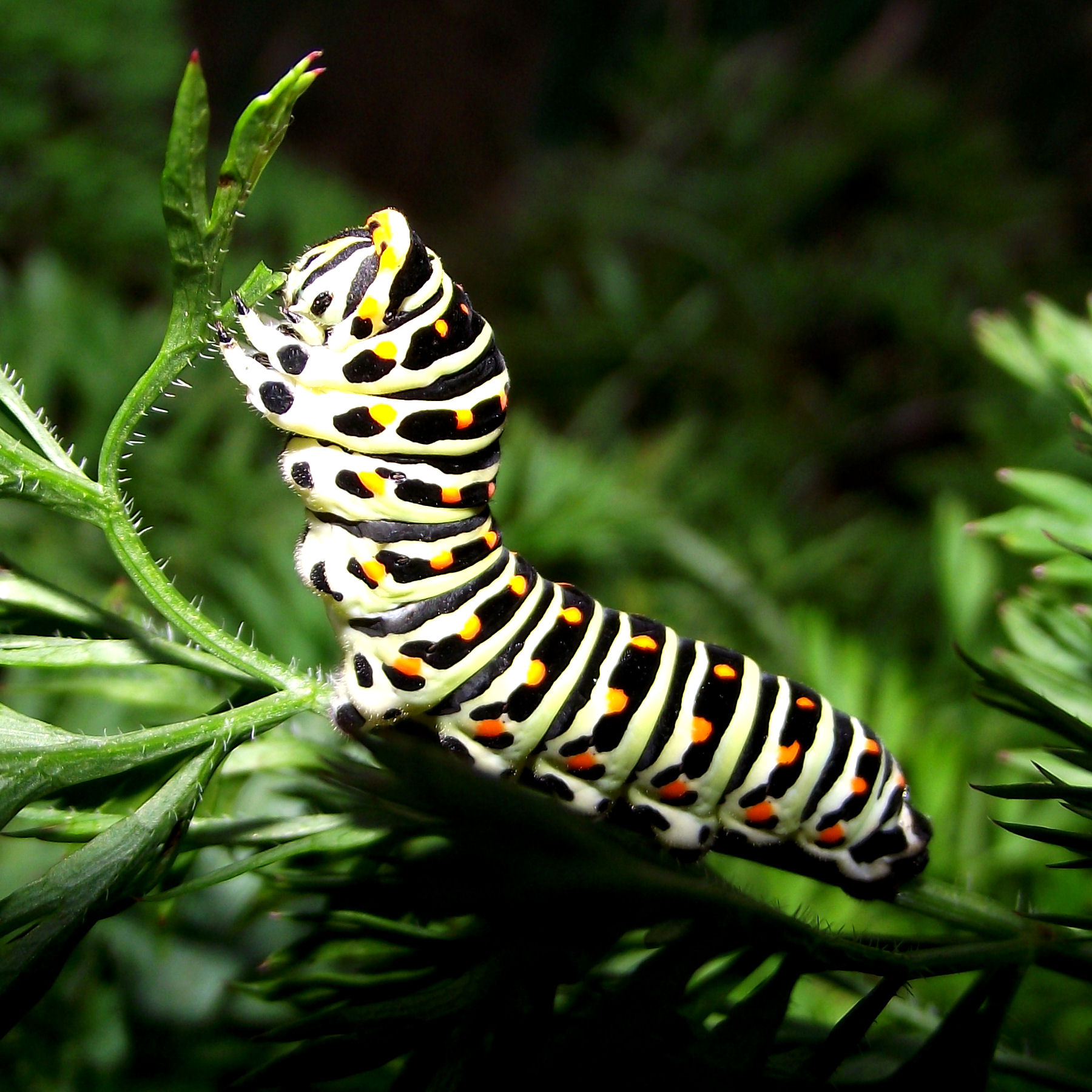 Fonds d'cran Animaux Insectes - Chenilles Chenille