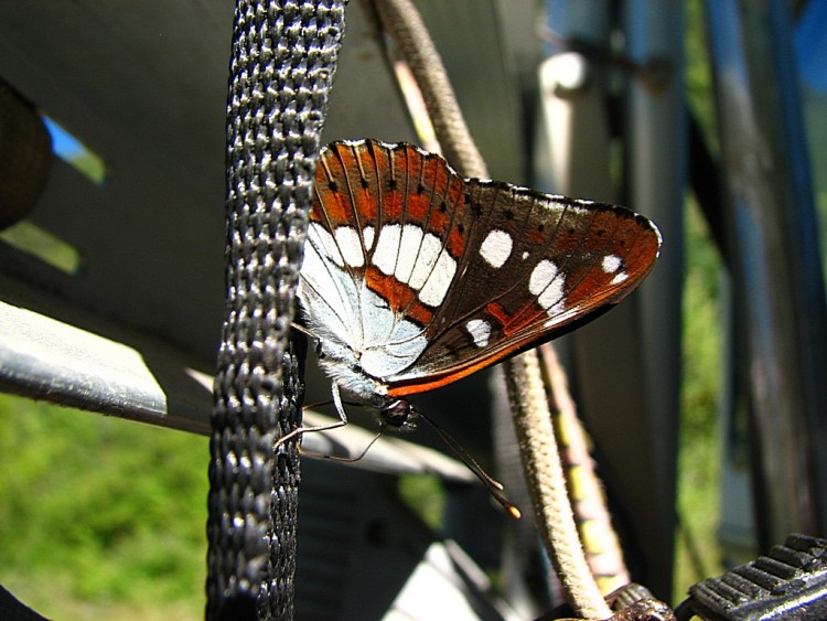 Fonds d'cran Animaux Insectes - Papillons Sylvain azur