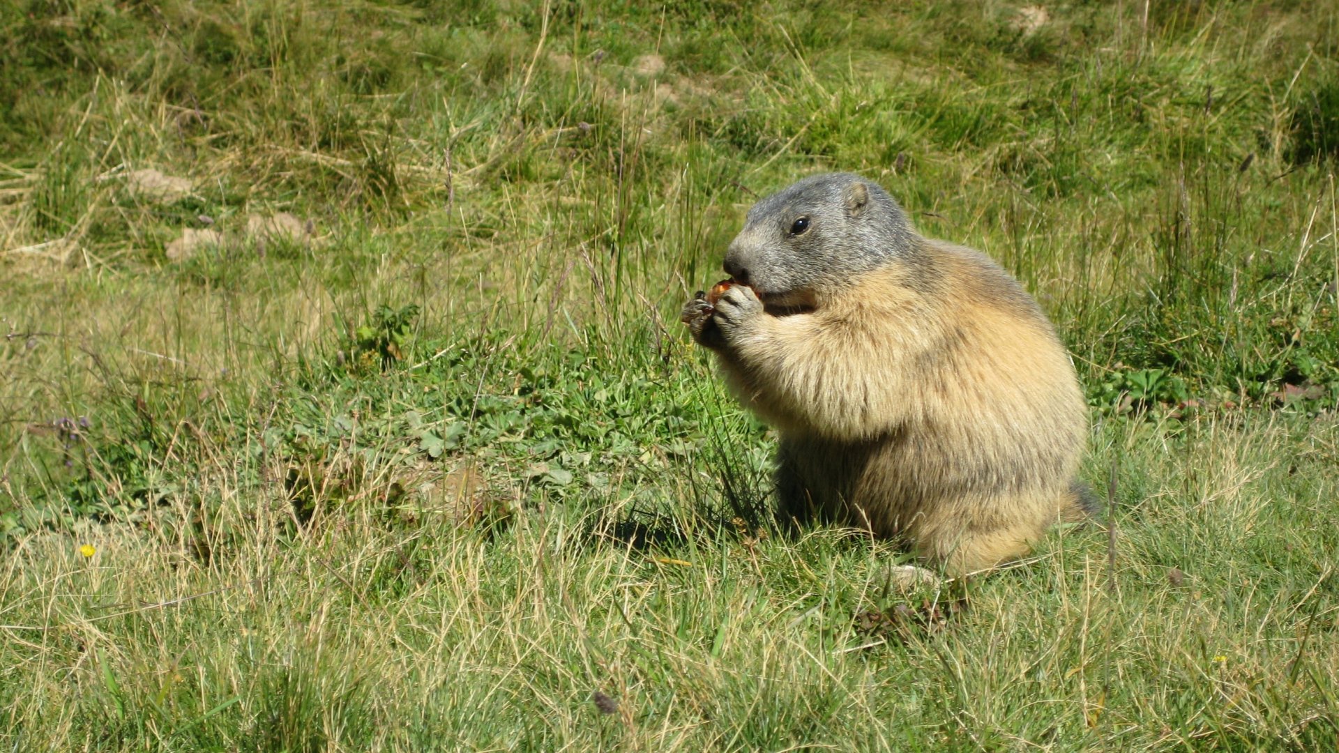 Fonds d'cran Animaux Rongeurs - Marmottes Marmotte qui mange !