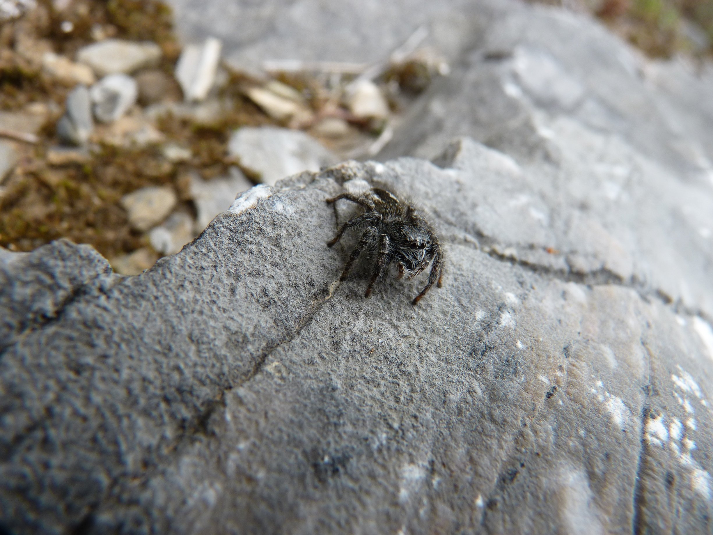 Fonds d'cran Animaux Araignes 