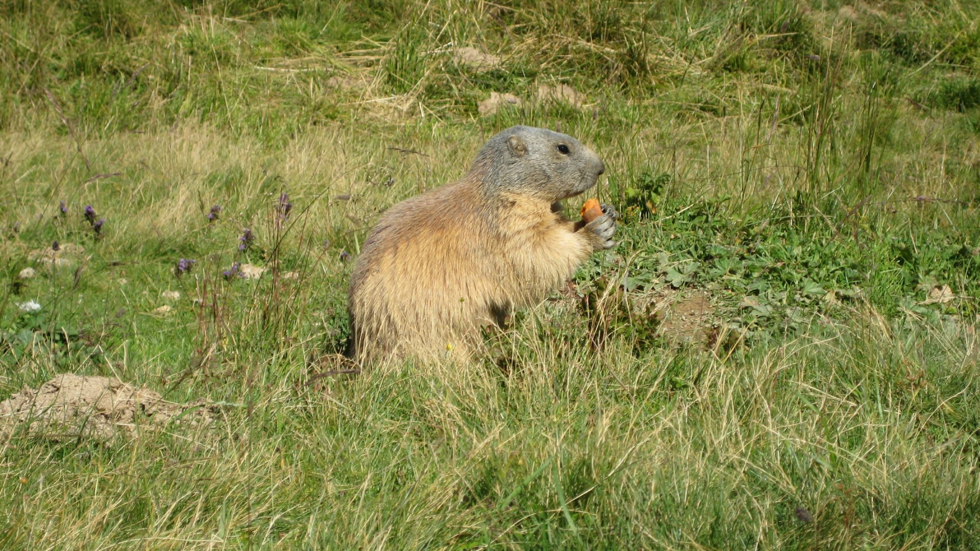 Fonds d'cran Animaux Rongeurs - Marmottes Marmotte mange une carotte !