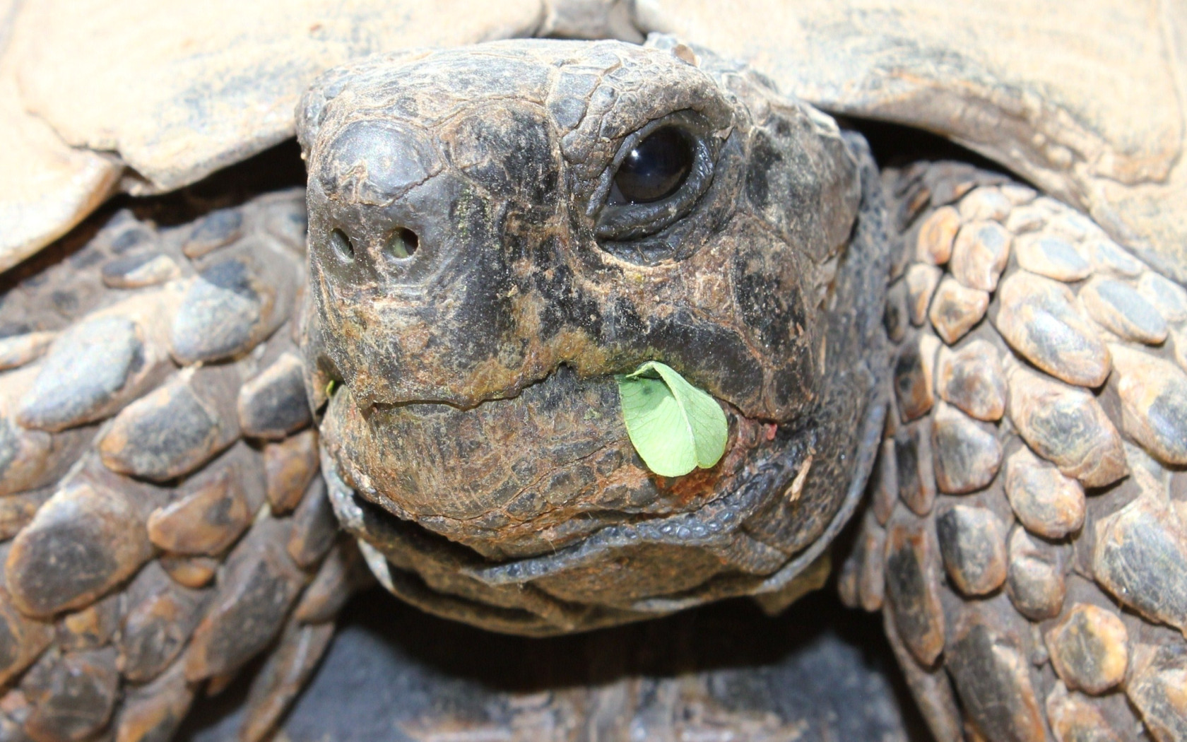 Fonds d'cran Animaux Tortues La tortue de mon grand pre 