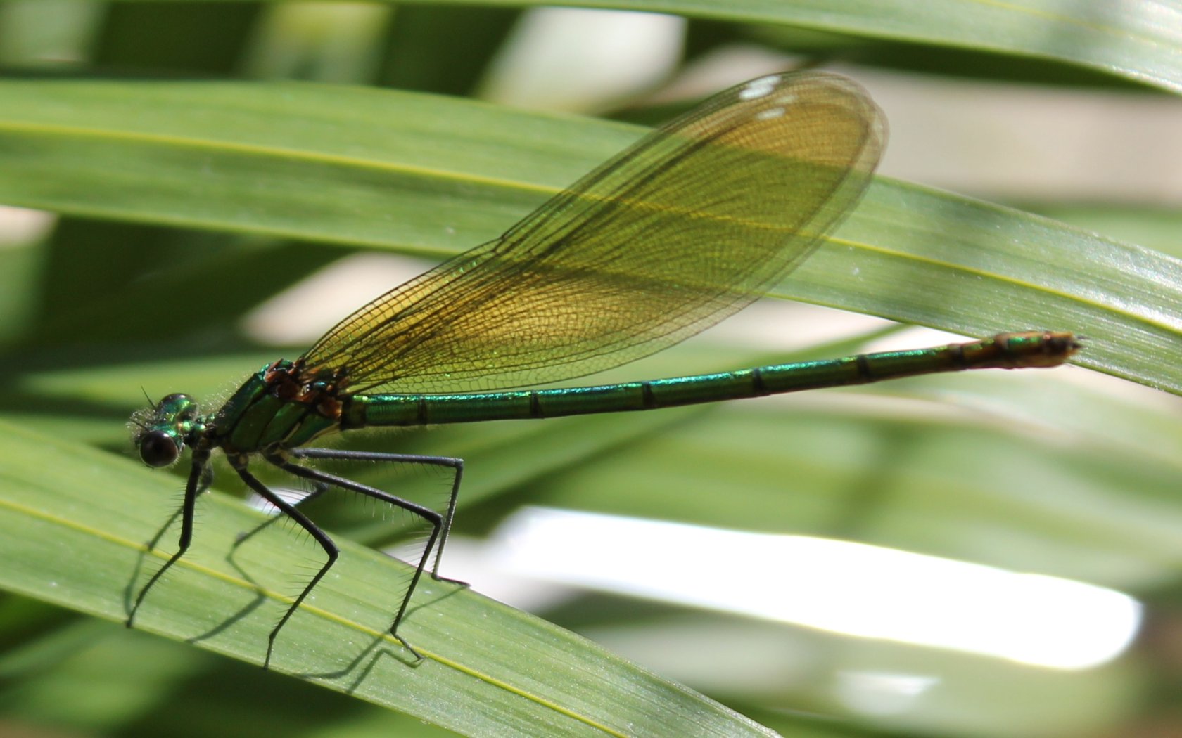 Wallpapers Animals Insects - Dragonflies 