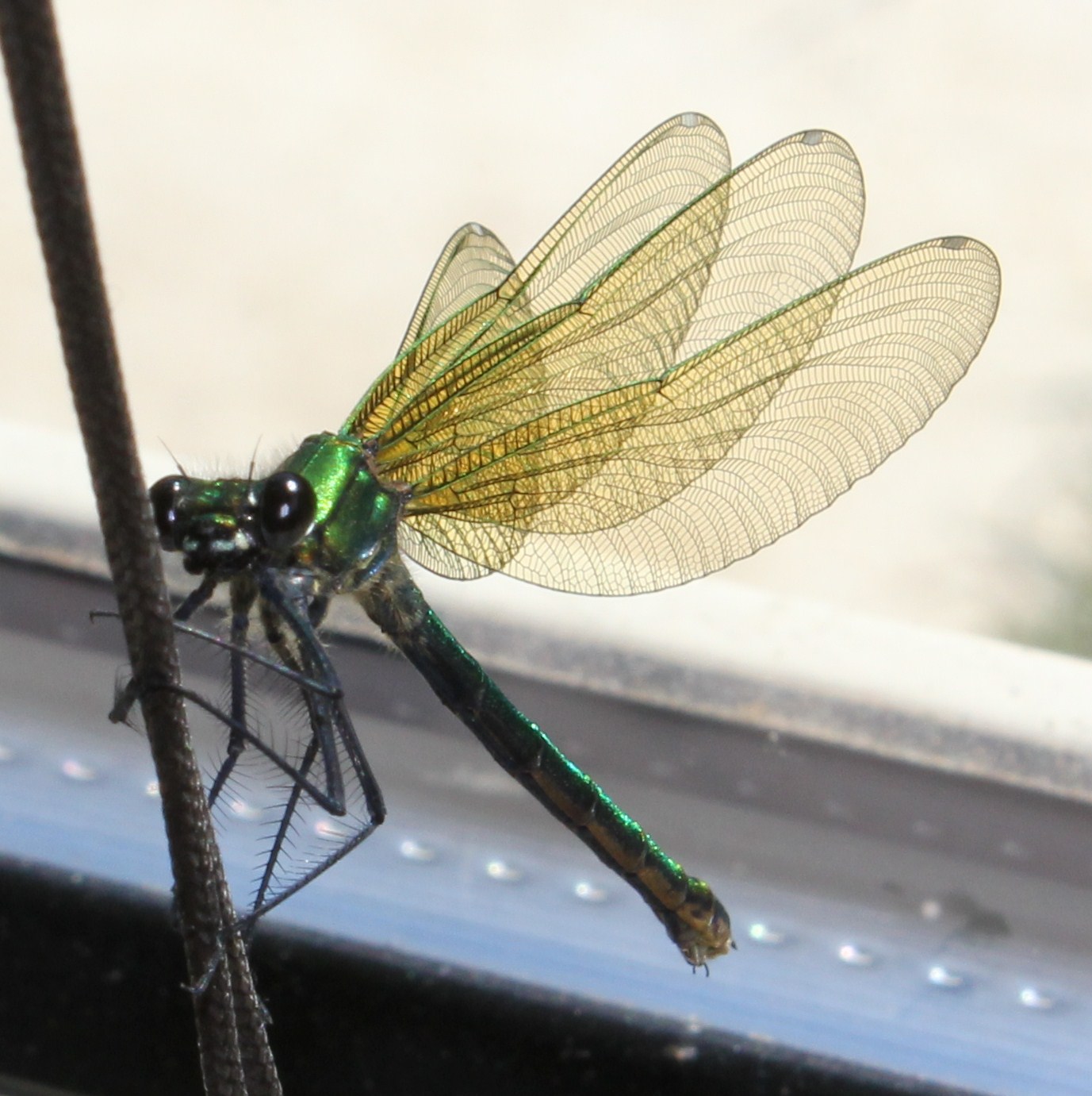 Wallpapers Animals Insects - Dragonflies 