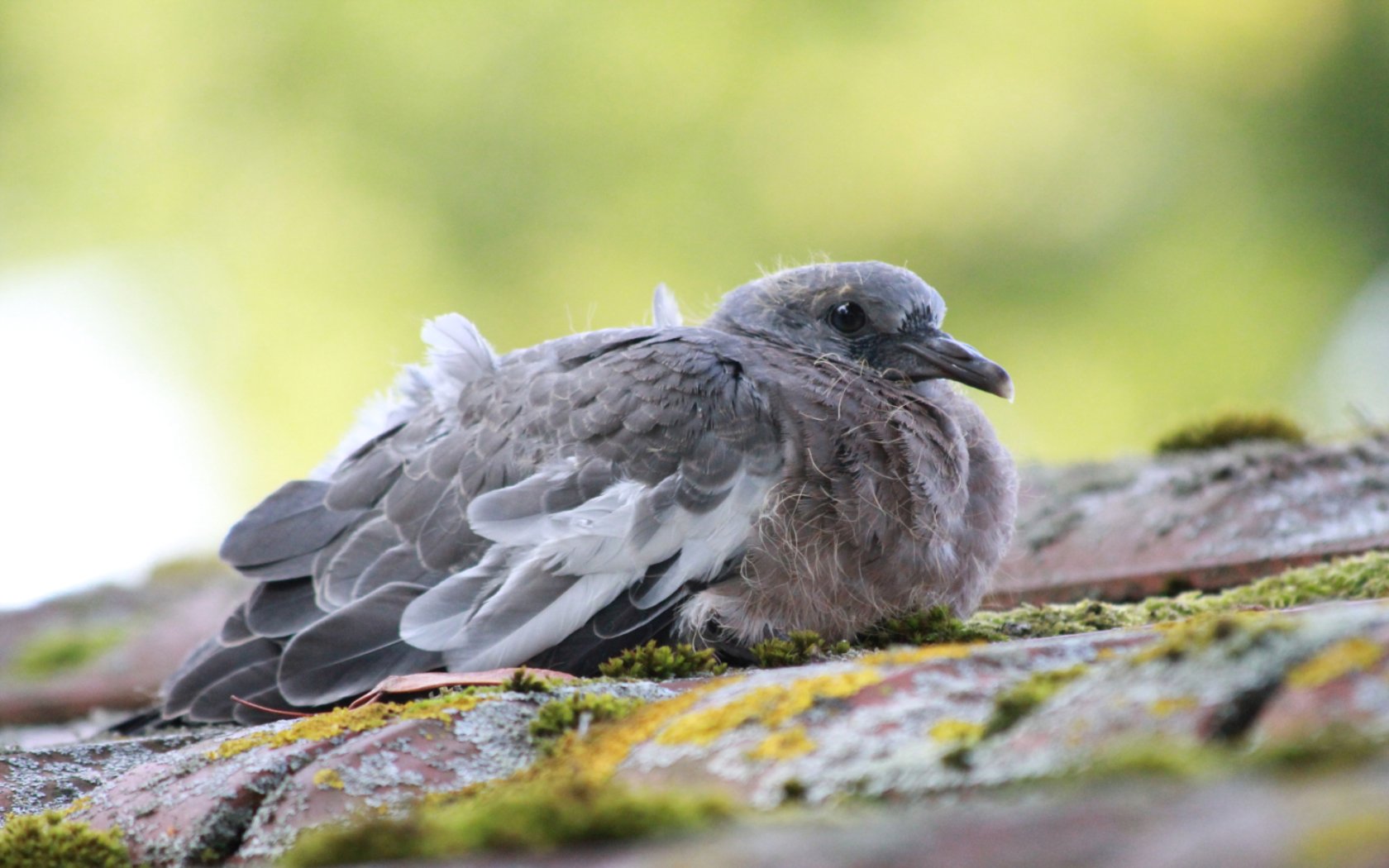 Wallpapers Animals Birds - Pigeons and Doves Bb Pigeon