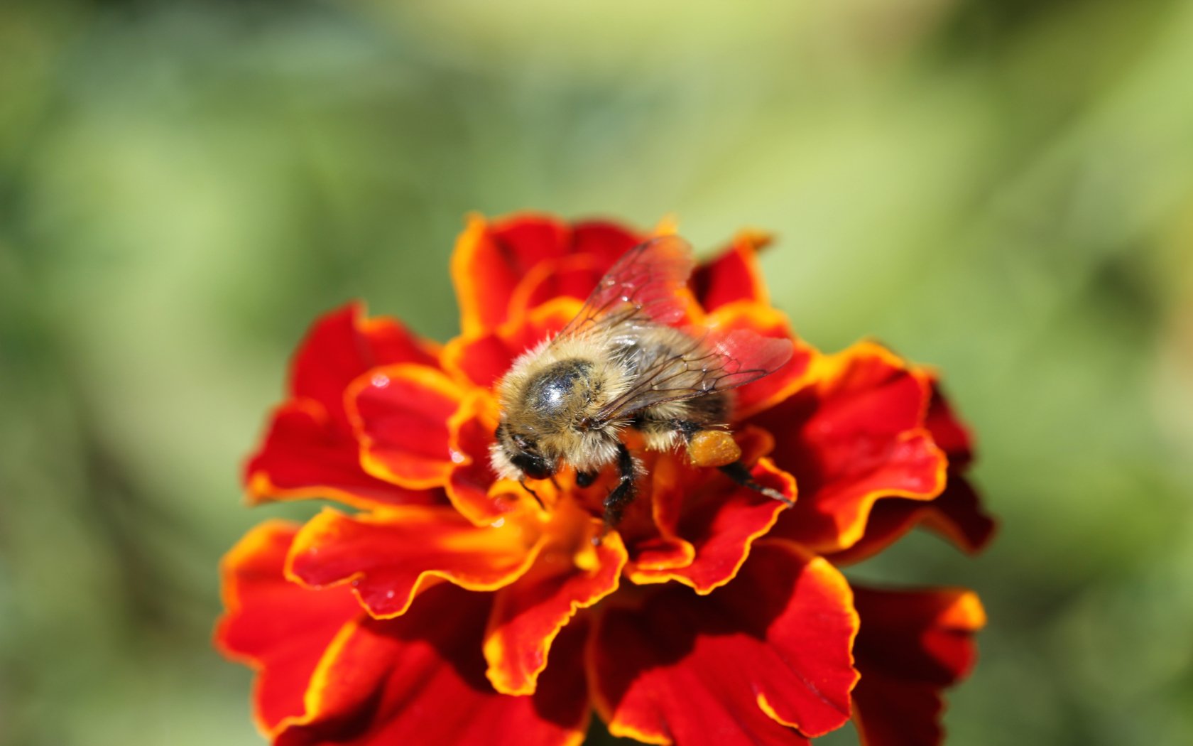 Fonds d'cran Animaux Insectes - Abeilles Gupes ... 