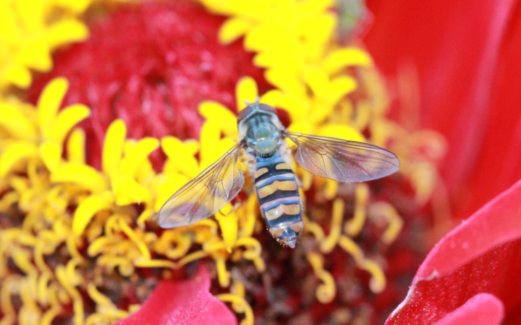 Fonds d'cran Animaux Insectes - Abeilles Gupes ... 