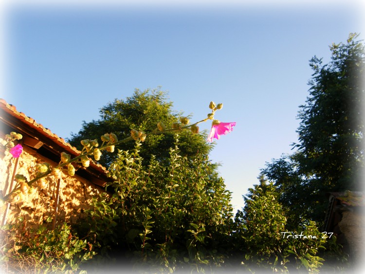 Fonds d'cran Nature Fleurs Photo de campagne...