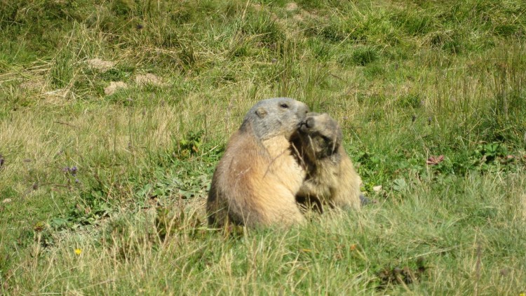 Wallpapers Animals Rodents - Marmot Bisou de marmottes !