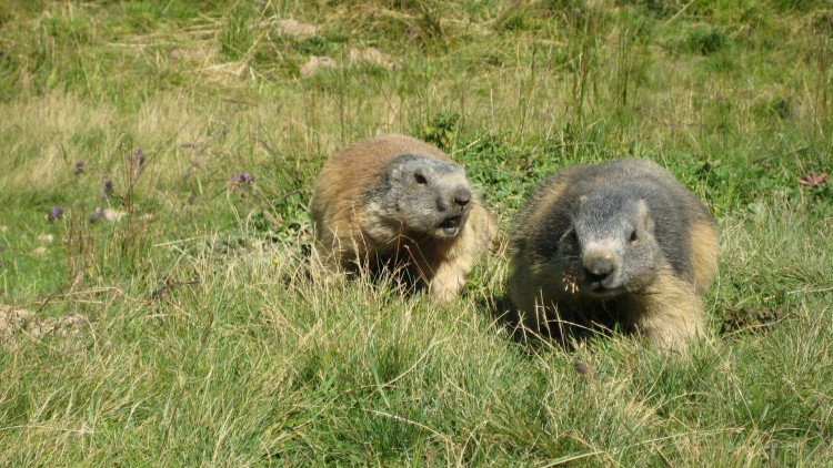 Fonds d'cran Animaux Rongeurs - Marmottes Discussion de marmottes