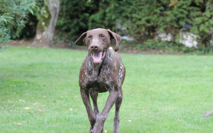 Fonds d'cran Animaux Chiens Mon Chien