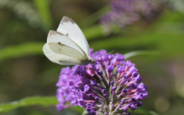 Fonds d'cran Animaux Insectes - Papillons Wallpaper N267284