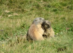 Fonds d'cran Animaux Bisou de marmottes !