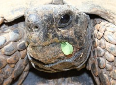 Fonds d'cran Animaux La tortue de mon grand pre 