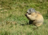 Wallpapers Animals Marmotte qui mange !