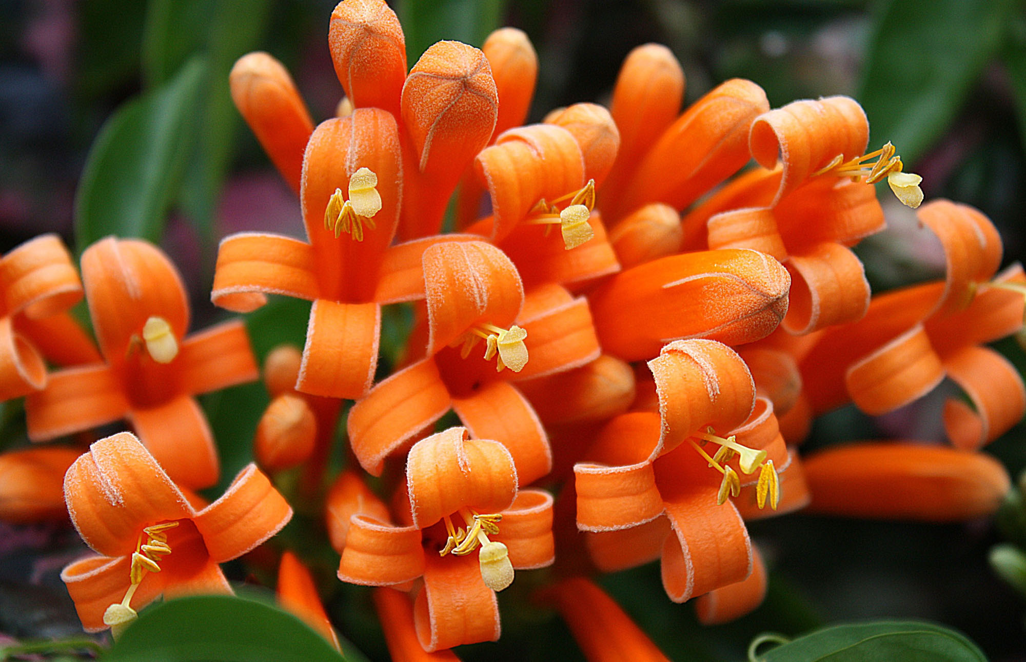 Wallpapers Nature Flowers Dans mon jardin...