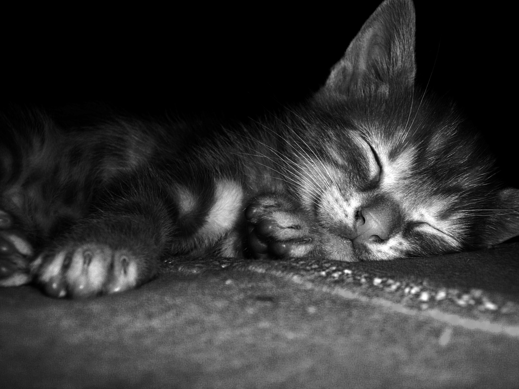 Wallpapers Animals Cats - Kittens 