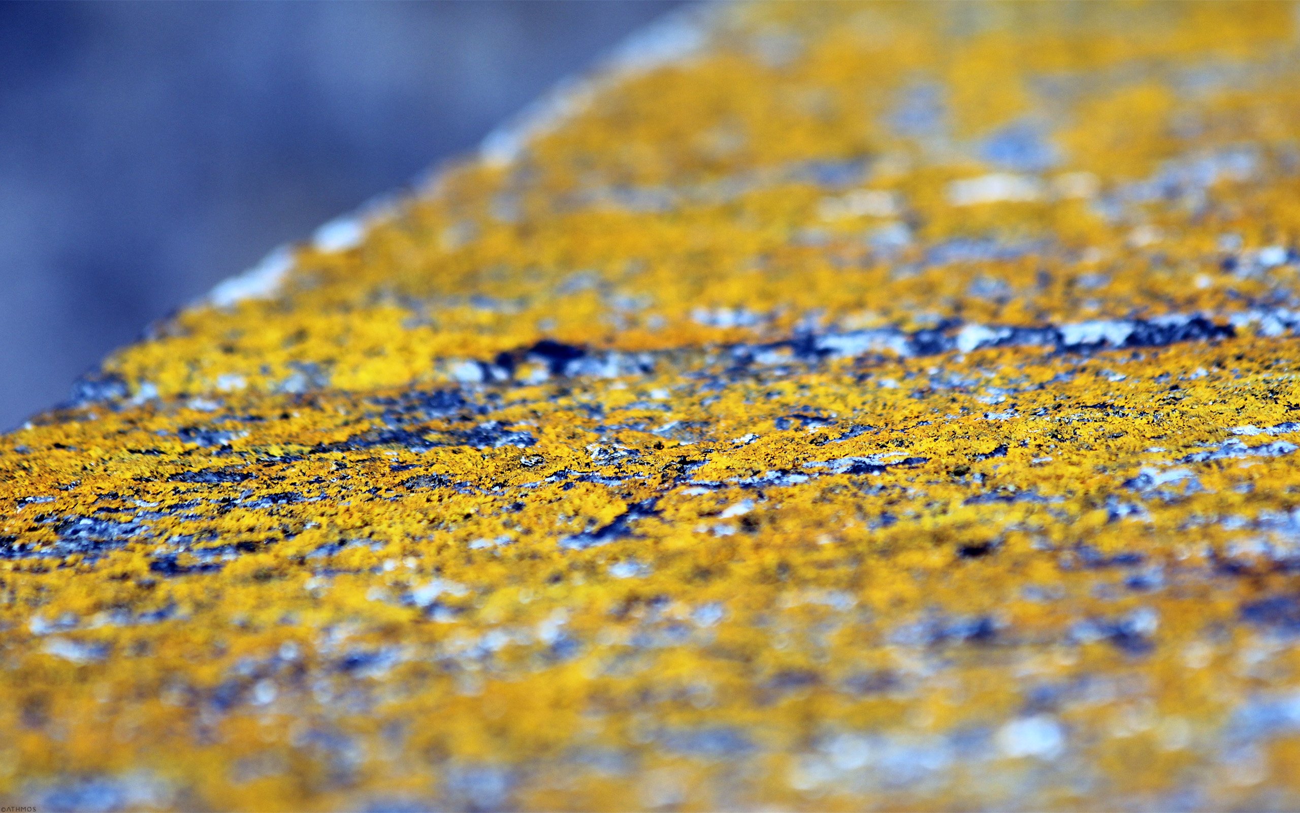 Wallpapers Nature Moss - Lichens Invasion jaune !