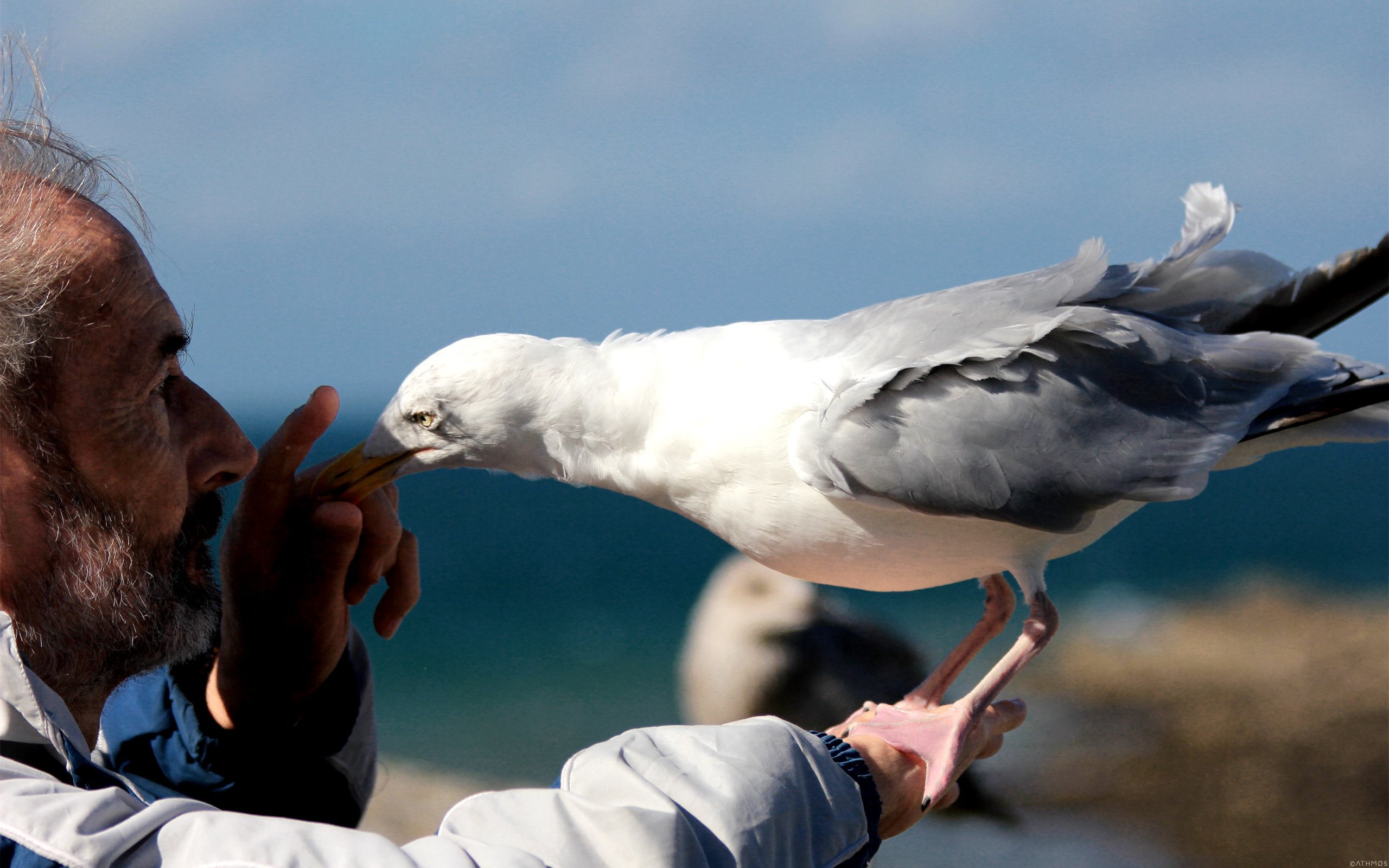 Wallpapers Animals Birds - Gulls L'homme et le goland