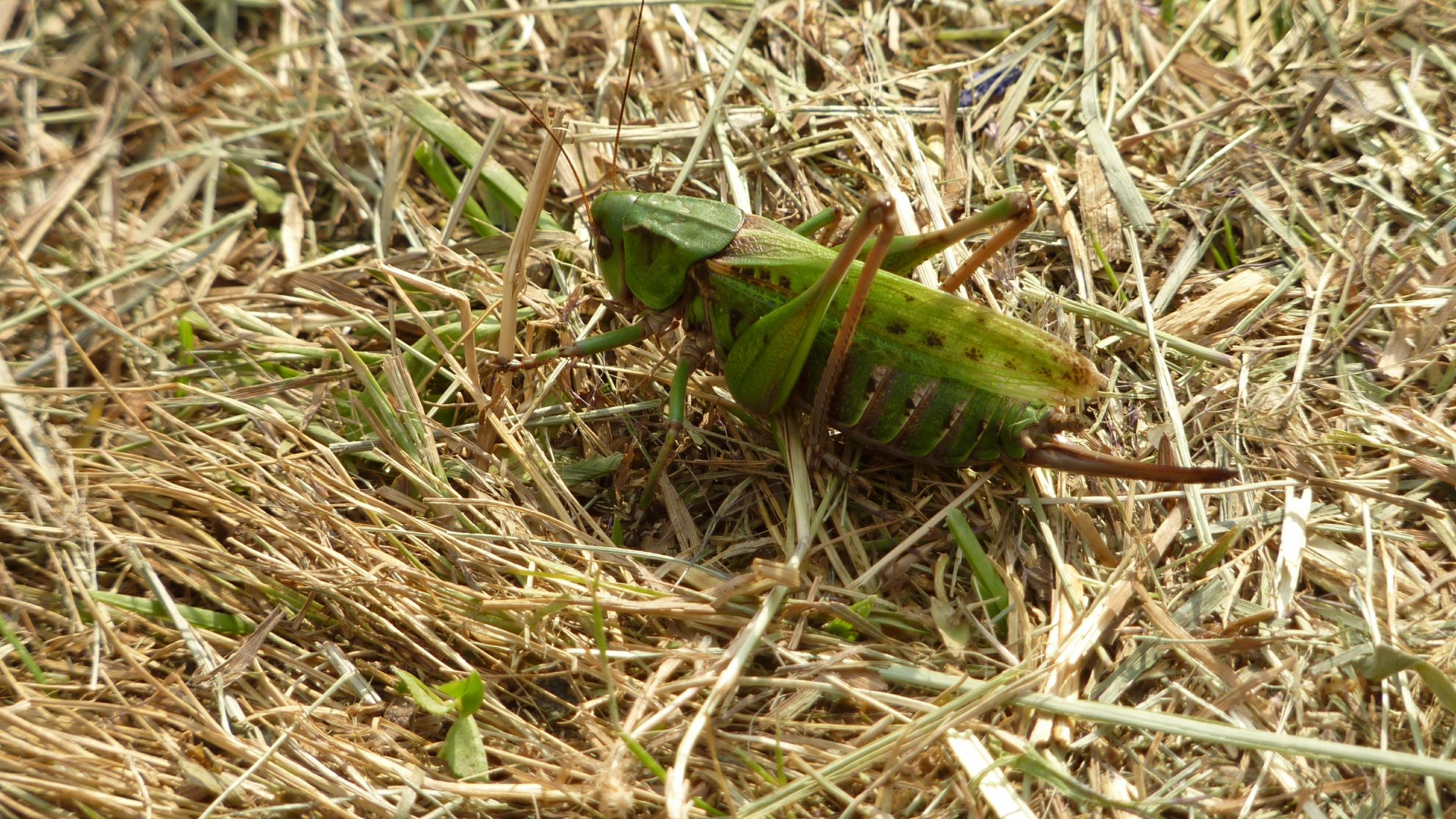 Fonds d'cran Animaux Insectes - Sauterelles et Criquets 