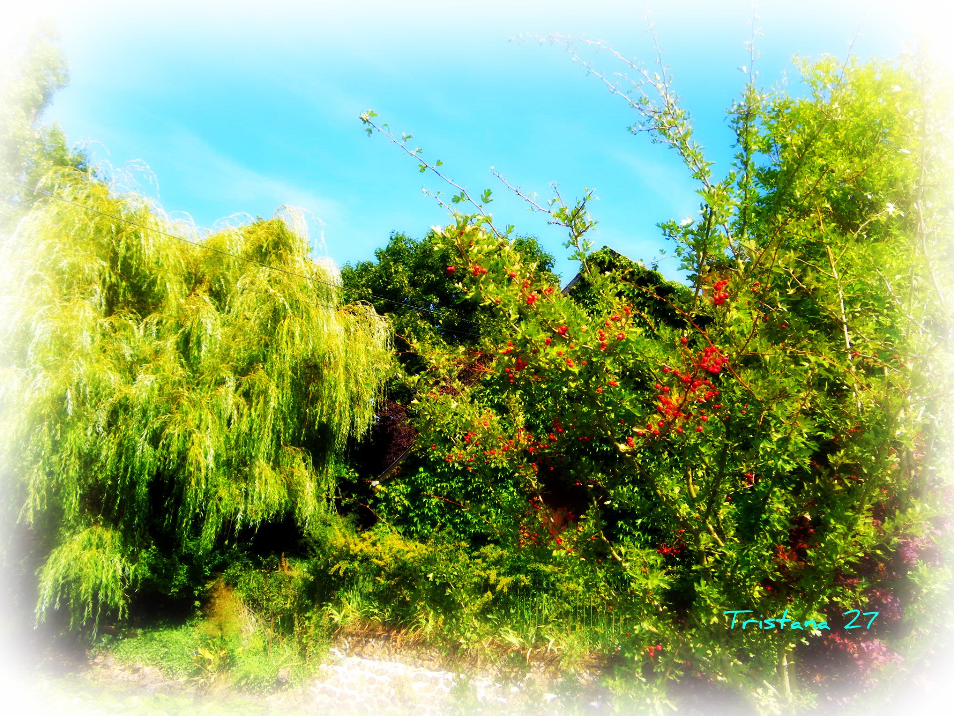 Fonds d'cran Nature Arbres - Forts Paysage de Normandie...