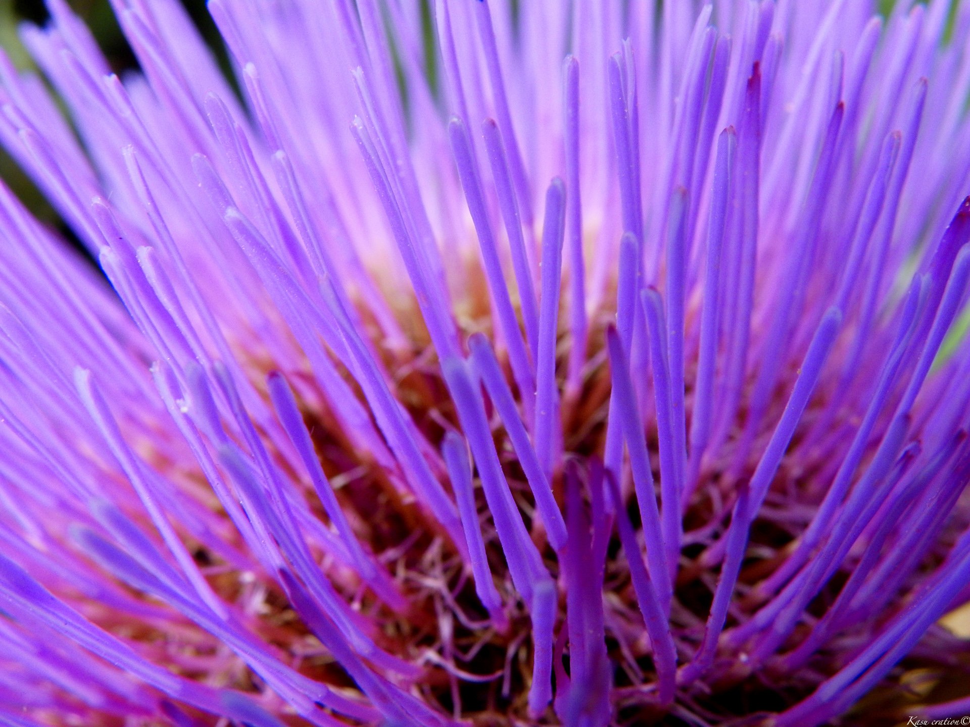 Fonds d'cran Nature Fleurs 