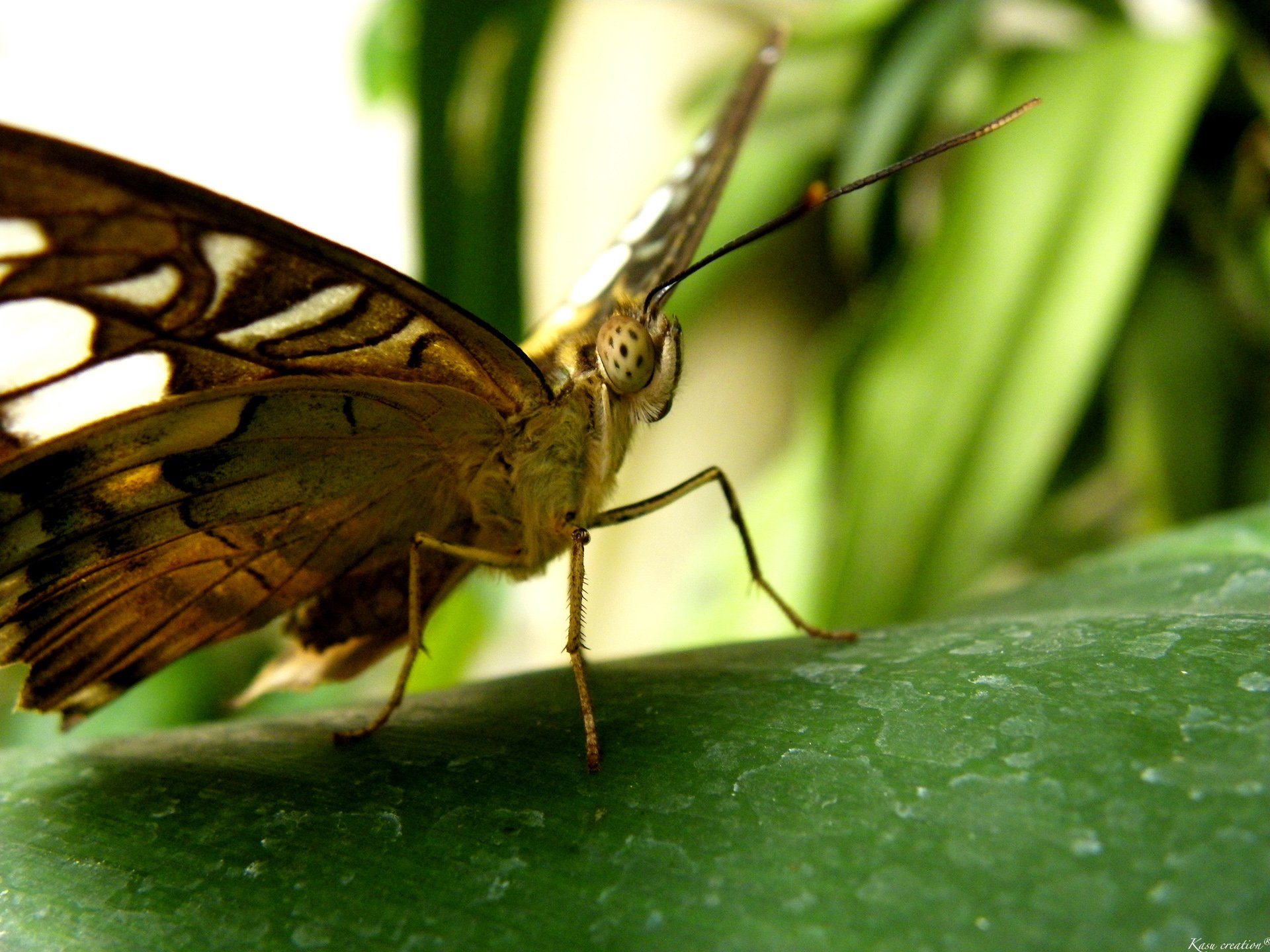 Fonds d'cran Animaux Insectes - Papillons 