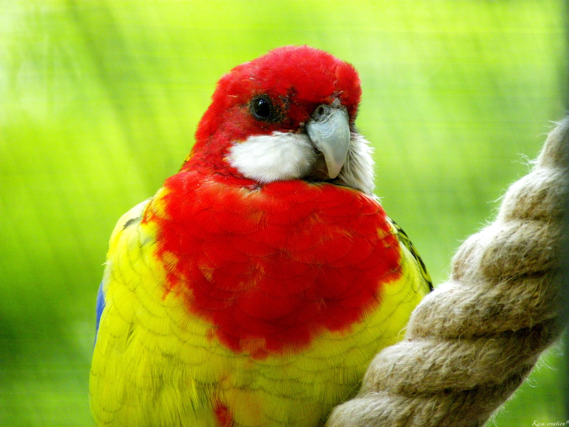 Wallpapers Animals Birds - Parrots 
