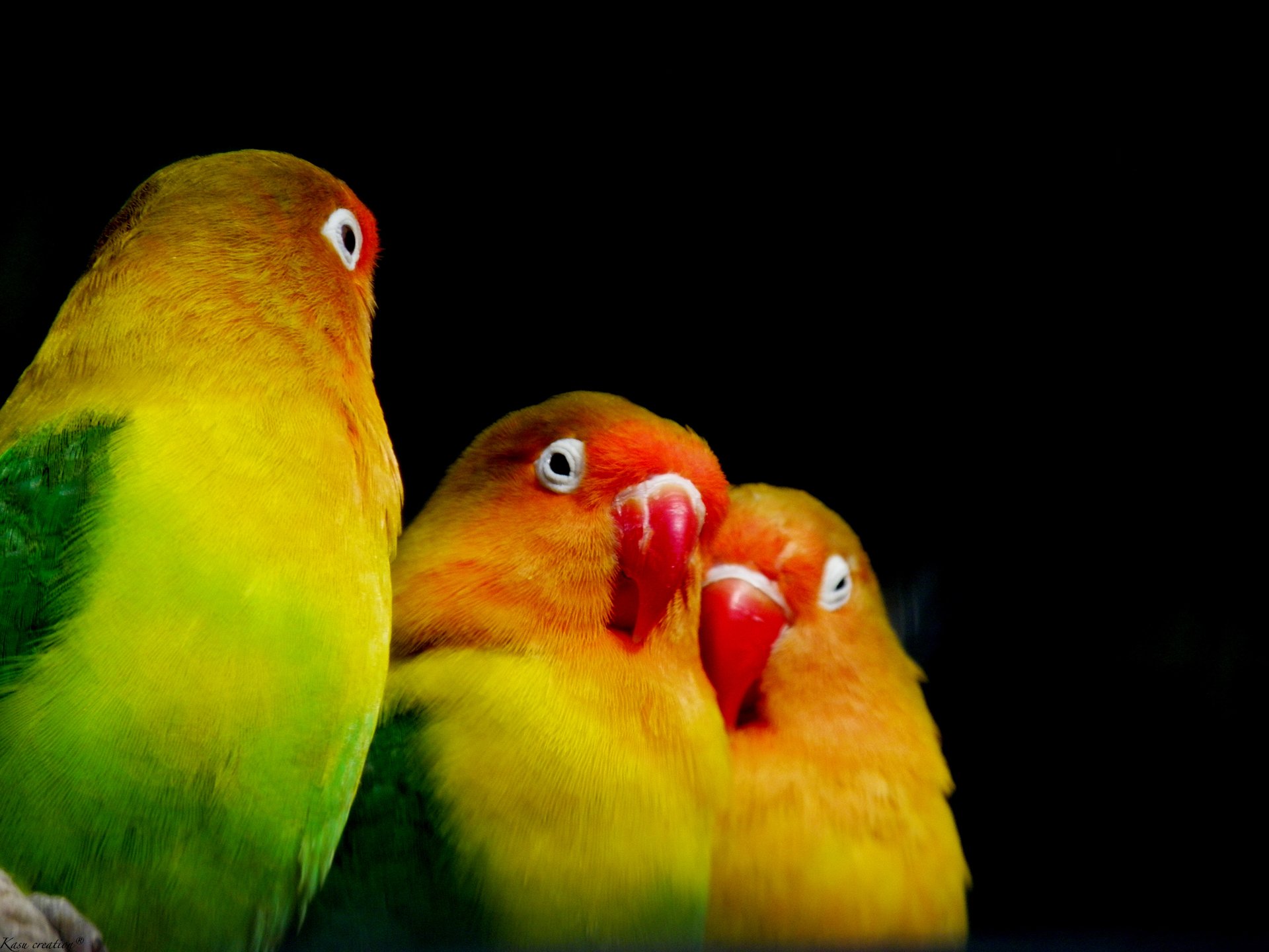 Fonds d'cran Animaux Oiseaux - Perruches 