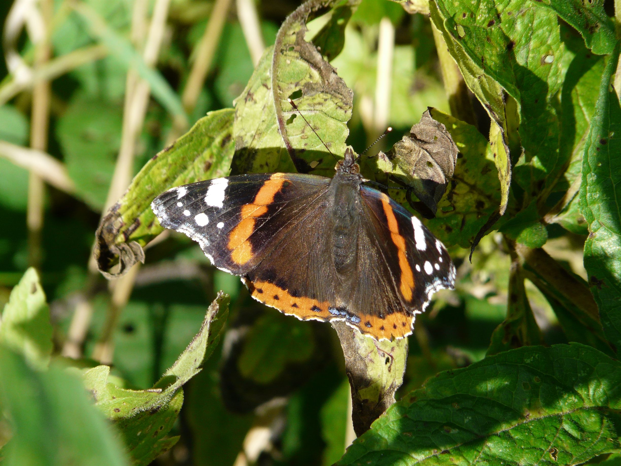 Fonds d'cran Animaux Insectes - Papillons papillon