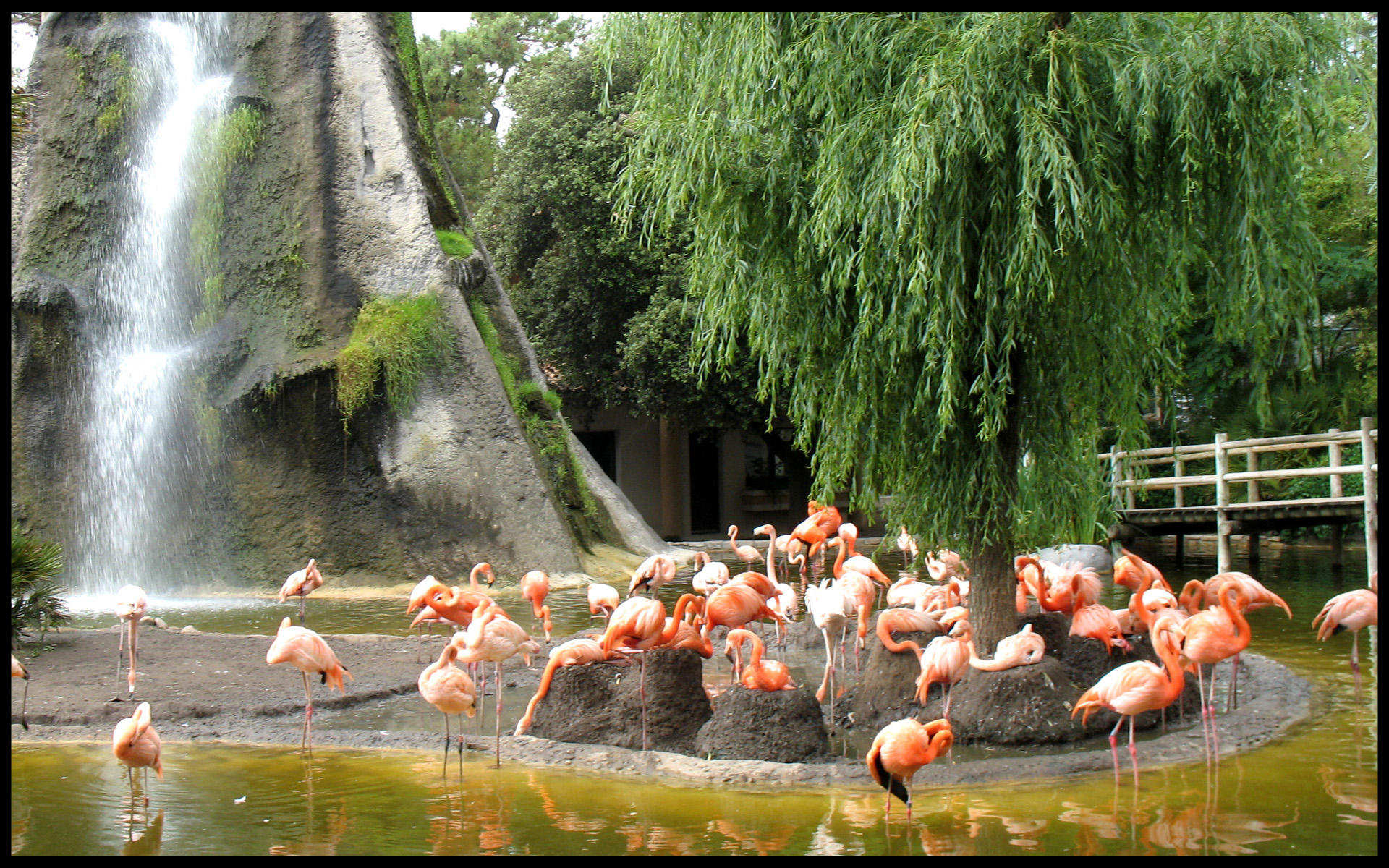 Fonds d'cran Animaux Oiseaux - Flamands roses Cascade