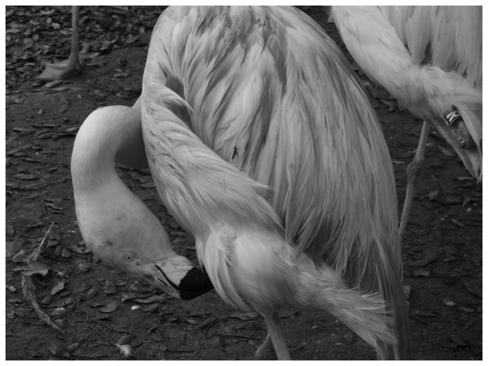 Fonds d'cran Animaux Oiseaux - Flamands roses Flamands Roses