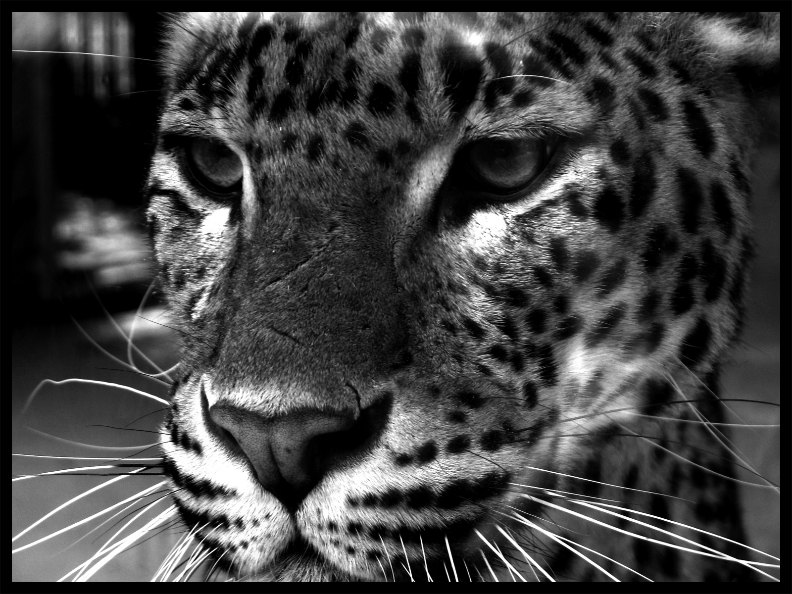 Wallpapers Animals Felines - Jaguars Jaguar