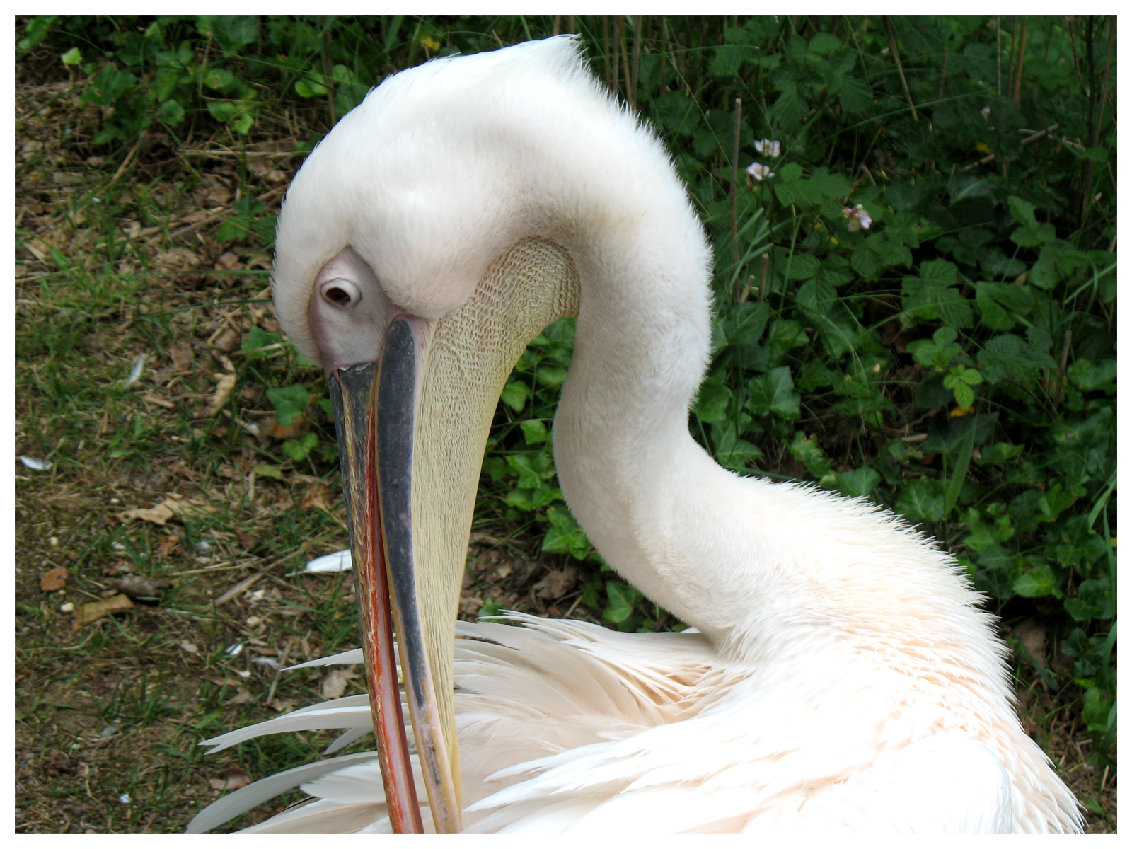 Fonds d'cran Animaux Oiseaux - Divers Oiseau