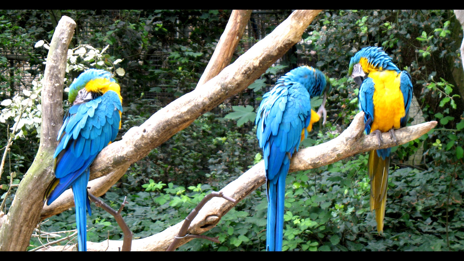 Wallpapers Animals Birds - Parrots Perroquets