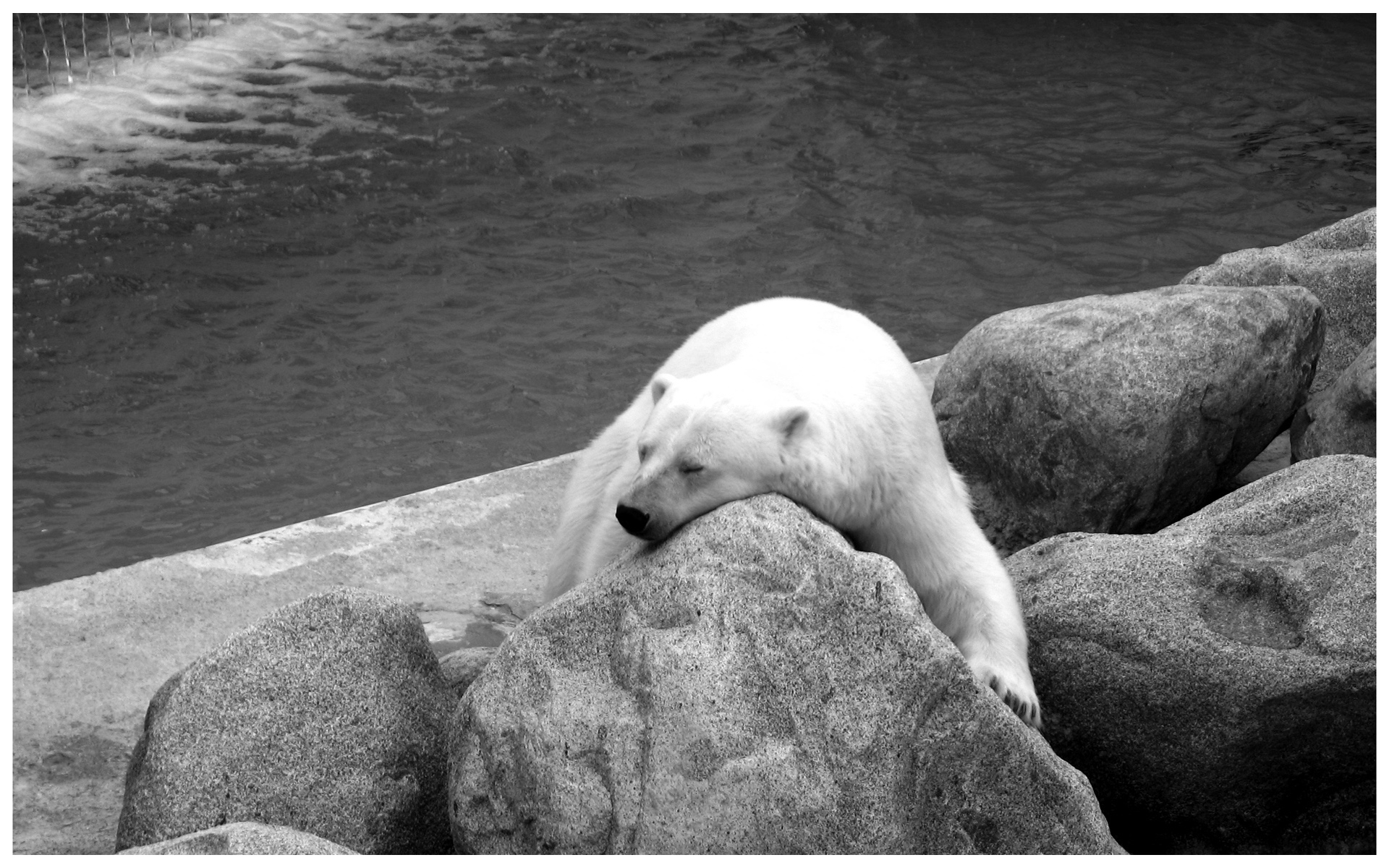 Fonds d'cran Animaux Ours Ours Polaire