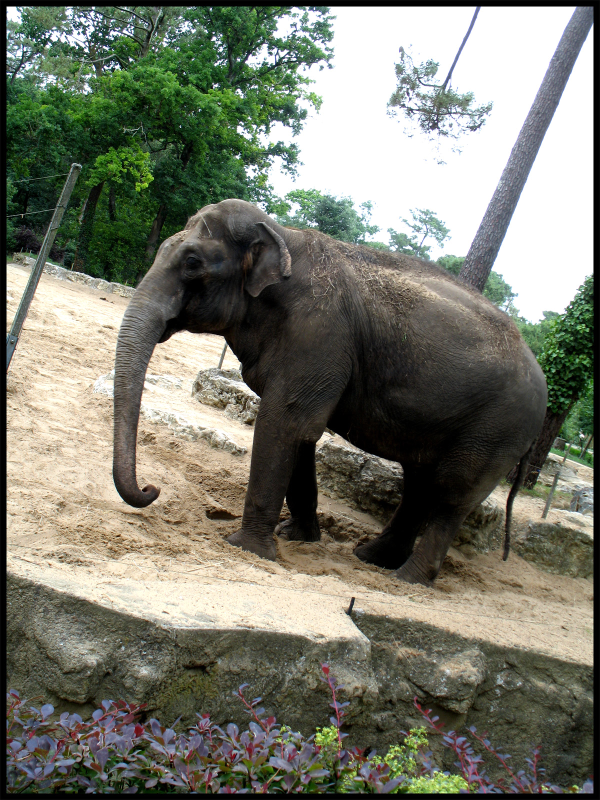 Fonds d'cran Animaux Elphants Elephant