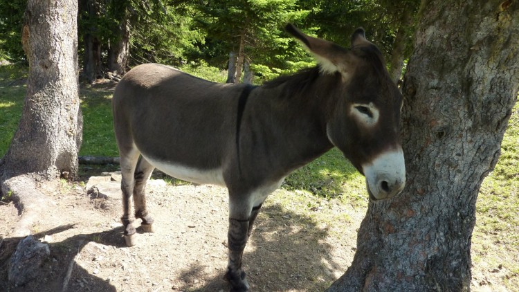 Fonds d'cran Animaux Anes Petit N'ane ! 