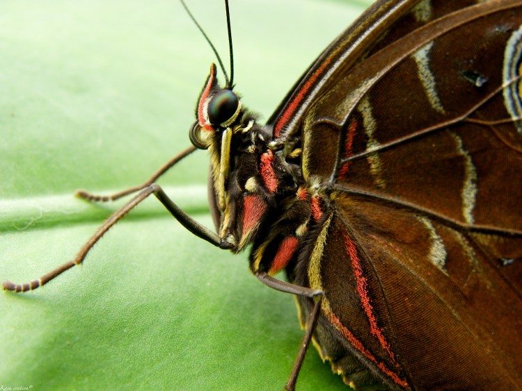 Fonds d'cran Animaux Insectes - Papillons Wallpaper N267477