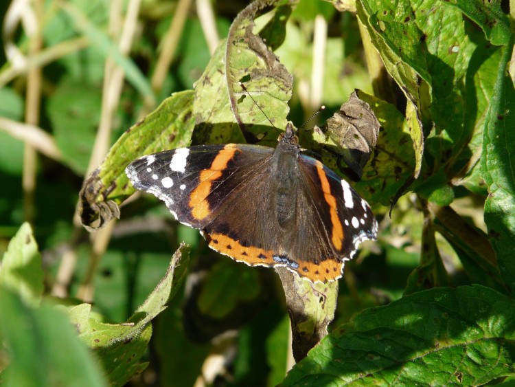 Fonds d'cran Animaux Insectes - Papillons papillon