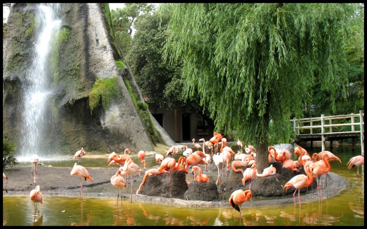 Fonds d'cran Animaux Oiseaux - Flamands roses Cascade