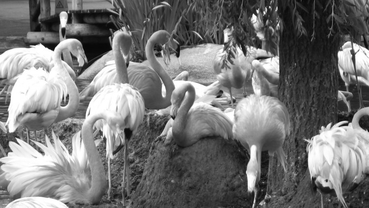 Fonds d'cran Animaux Oiseaux - Flamands roses Flamands Roses