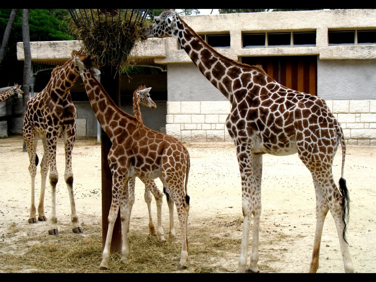 Wallpapers Animals Giraffes Girafes