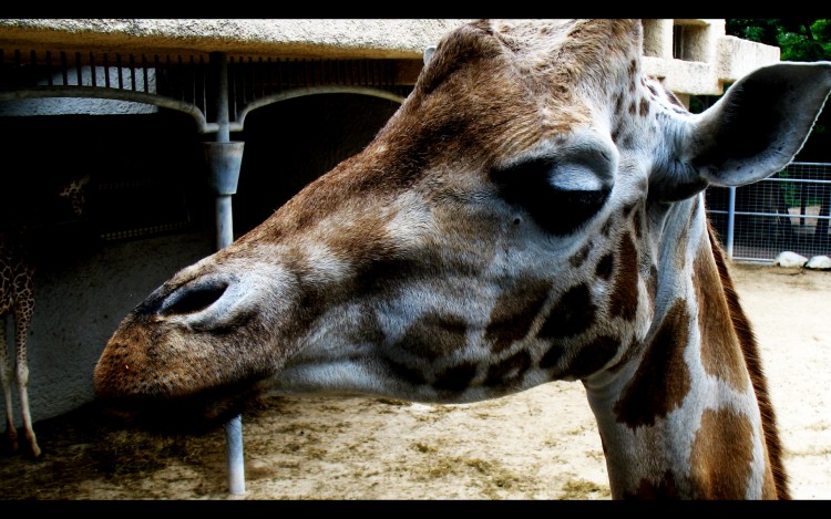 Fonds d'cran Animaux Girafes Girafes